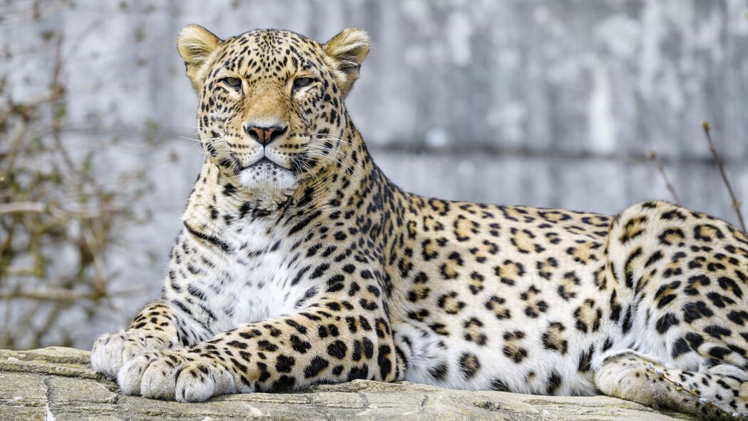 豹子捕食者大猫惊艳4K壁纸，高清3840x2160动物图片，免费下载