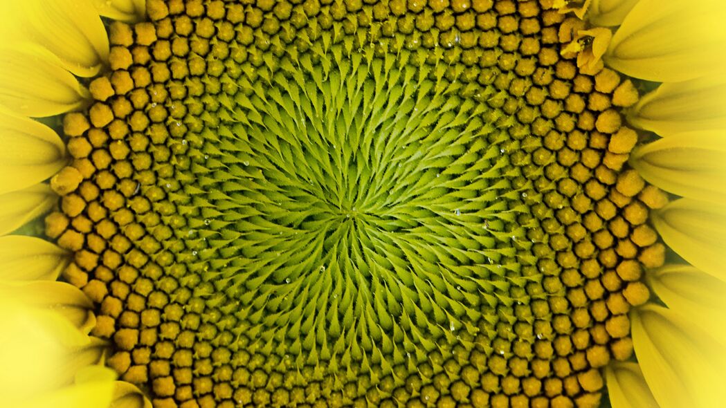 向日葵盛放，宏大花瓣凝露水珠，璀璨黄色4K壁纸，3840x2160高清背景图片免费下载
