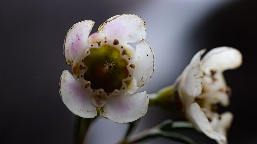 变色龙花茎之美，超清4K宏观壁纸，3840x2160高清下载