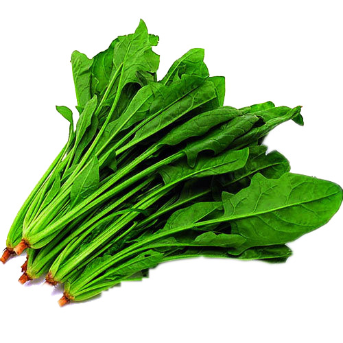 营养菠菜PNG透明图，高清植物装饰元素，设计素材免费下载