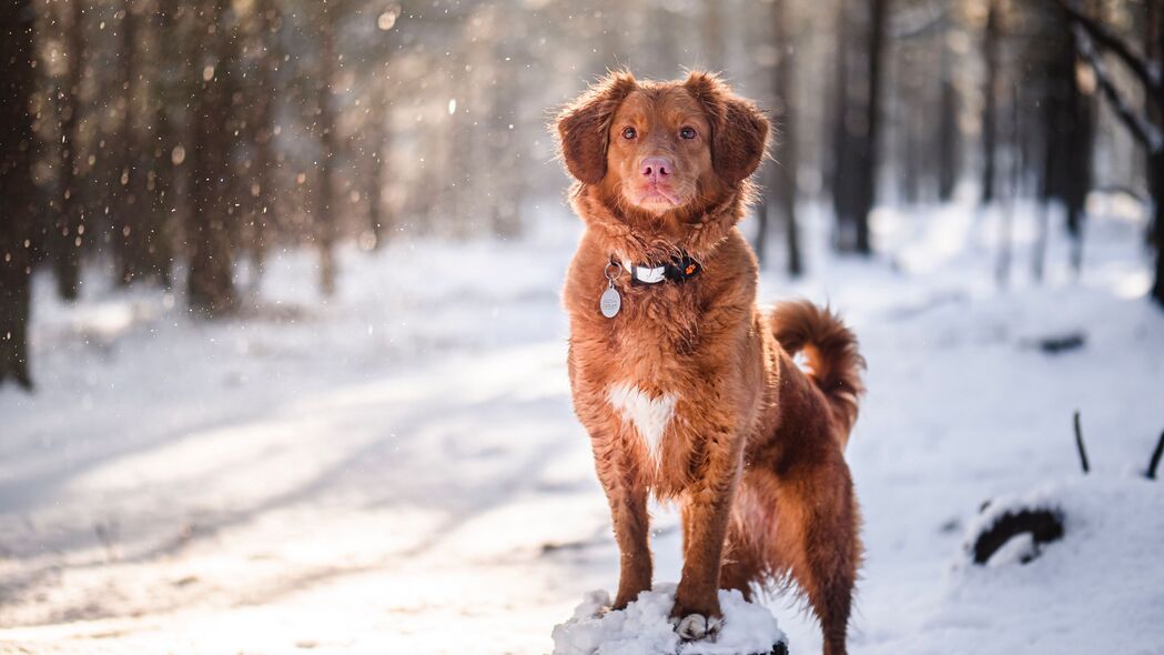 金毛寻回犬雪地畅游，高清4K棕色宠物壁纸，3840x2160分辨率，免费下载
