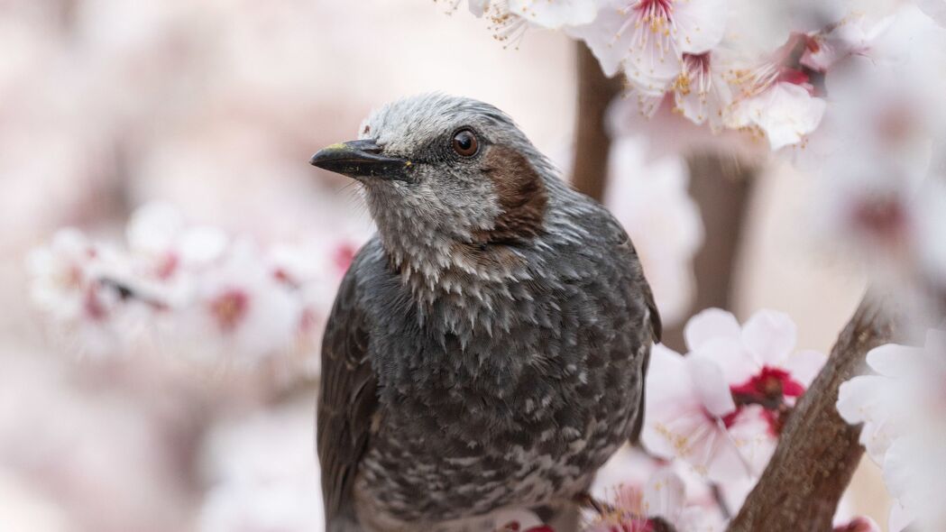 鸟舞樱花枝，宏观美景尽收眼底——3840x2160超高清4K壁纸下载