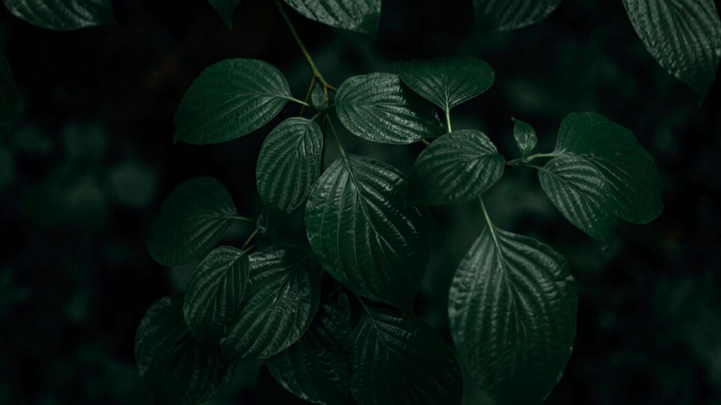 探索微距下的绿色魔法，深色叶子植物4K高清壁纸，3840x2160分辨率超清下载
