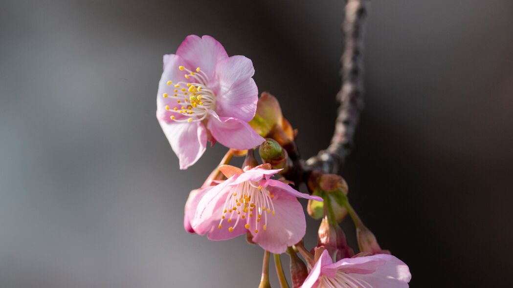 超高清4K樱花壁纸，粉红色花朵微距拍摄，树枝细节展现，3840x2160分辨率精美背景图片