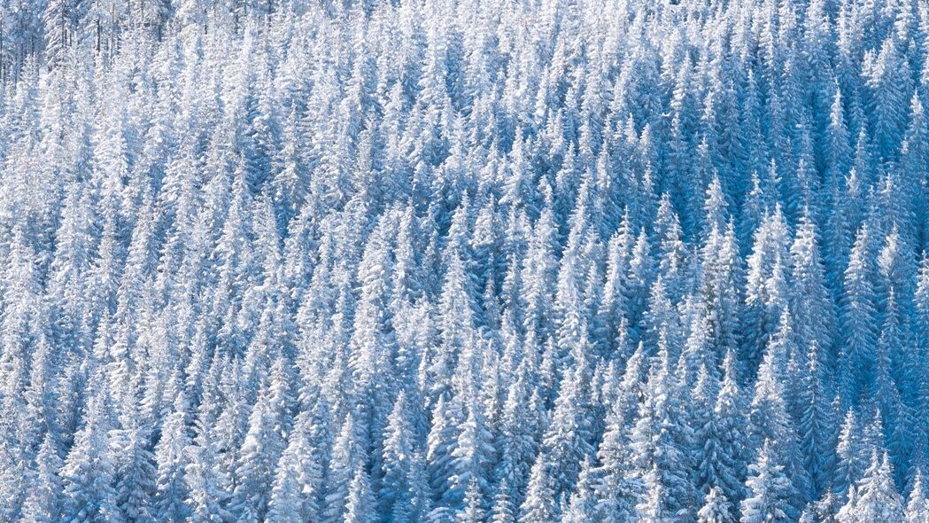 冬日森林雪景鸟瞰，4K超高清树木自然壁纸，3840x2160分辨率下载