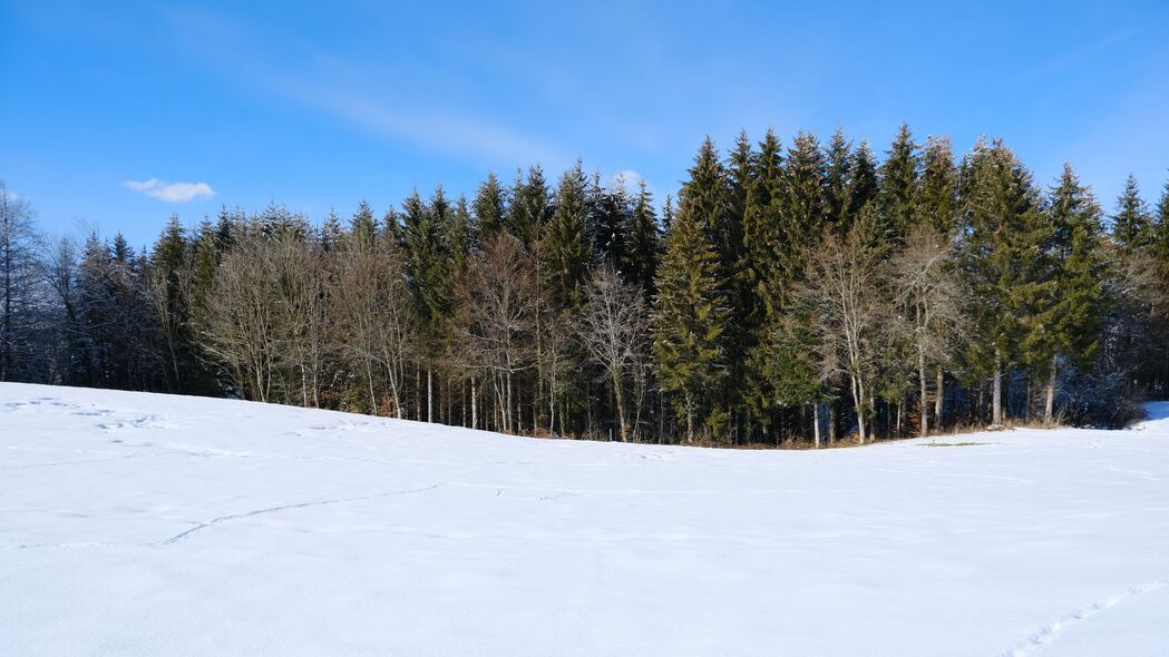 冬季自然之美，森林田野雪景4K高清壁纸，3840x2160超清分辨率下载
