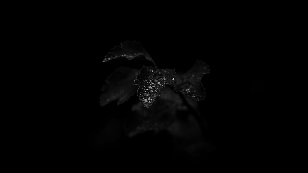 叶子滴湿之美，宏观视角下的黑色植物4K高清壁纸，3840x2160分辨率，免费下载