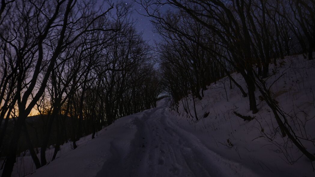 冬季夜晚路雪树美景，4K高清壁纸下载，3840x2160分辨率惊艳呈现