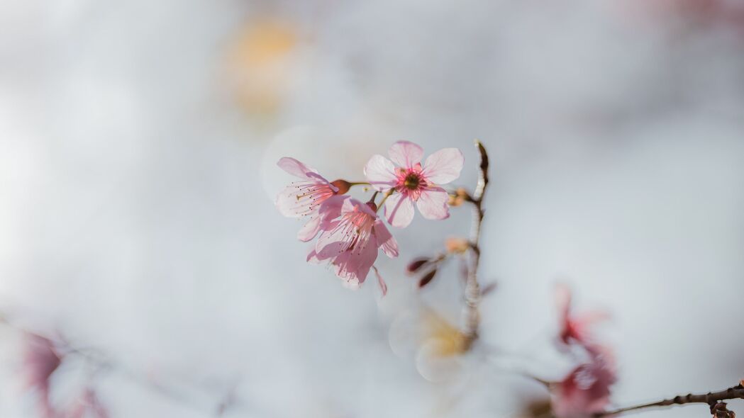 樱花绽放之美，高清4K树枝花朵壁纸，3840x2160宏观背景图片，一键下载