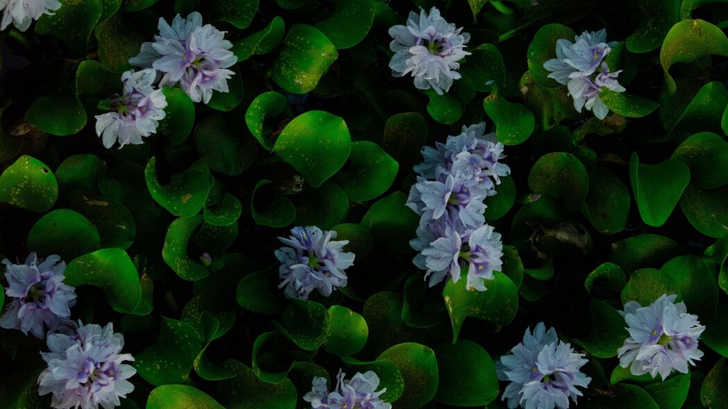 水葫芦花叶之美，高清4K宏观壁纸，3840x2160分辨率背景图片免费下载