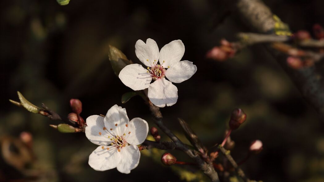 樱桃花朵绽放，树枝交错之美，4K高清白色宏观壁纸（3840x2160）免费下载