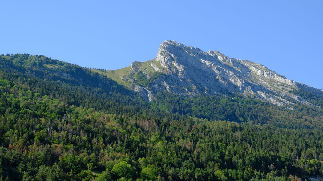探秘山林之美，4K高清森林树木自然景观壁纸，3840x2160超高清下载