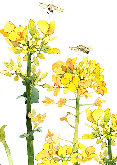 二十四番花信风·雨水·菜花，高清PNG透明图片，精美植物装饰元素，设计素材下载
