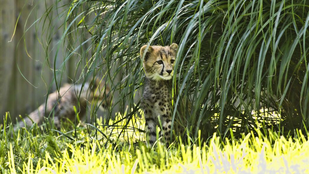 【独家精选】猎豹风采尽展！高清4K大猫野生动物壁纸，3840x2160超清画质，免费下载！