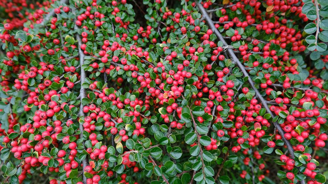 cotoneaster植物，惊艳红色浆果与树叶，4K超清壁纸，3840x2160高清风景图片，免费下载