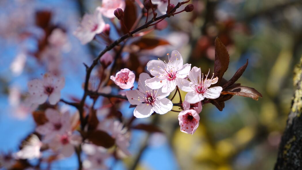 春天樱桃盛开，花瓣轻舞树枝间，高清4K壁纸展现宏观之美（3840x2160）