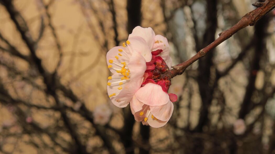 春天樱花盛宴，高清4K壁纸，树枝花瓣尽展宏观之美（3840x2160）