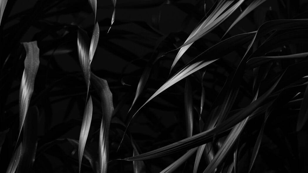 高清4K黑白植物叶子壁纸下载，3840x2160极致分辨率，黑白艺术背景图片