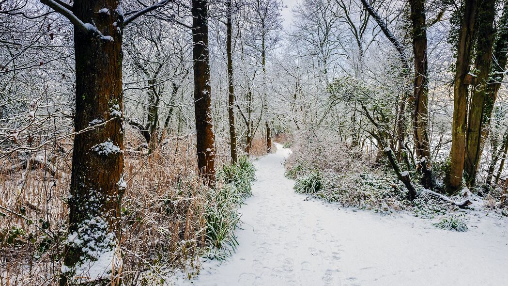 冬季森林雪景，高清4K风景壁纸，3840x2160分辨率，雪树灌木路径美不胜收！