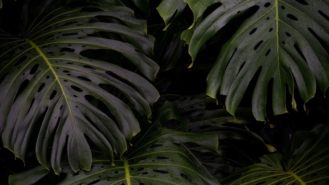 Monstera树叶高清4K壁纸，绿色植物背景，3840x2160超高清下载