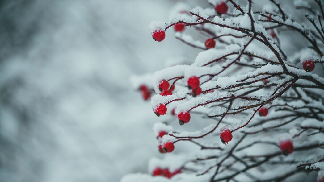 浆果映雪，冬季植物之美——精选4K高清壁纸，3840x2160超清下载