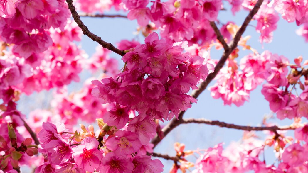 樱花盛开，粉红花瓣与树枝交织的宏观美景，超高清4K壁纸（3840x2160）免费下载