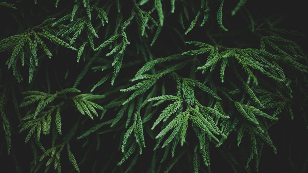 树枝与绿意盎然，宏美植物4K高清壁纸，3840x2160分辨率，极致视觉享受
