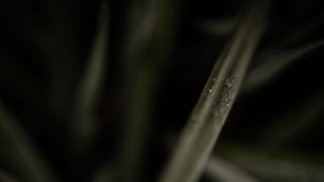 草露水宏·自然之美，精选4K高清植物壁纸，3840x2160超清画质，免费下载