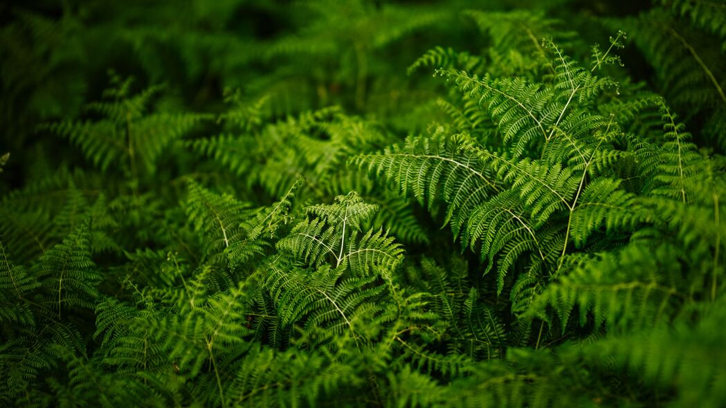 蕨类植物高清4K壁纸，绿色自然美景，3840x2160超高清下载