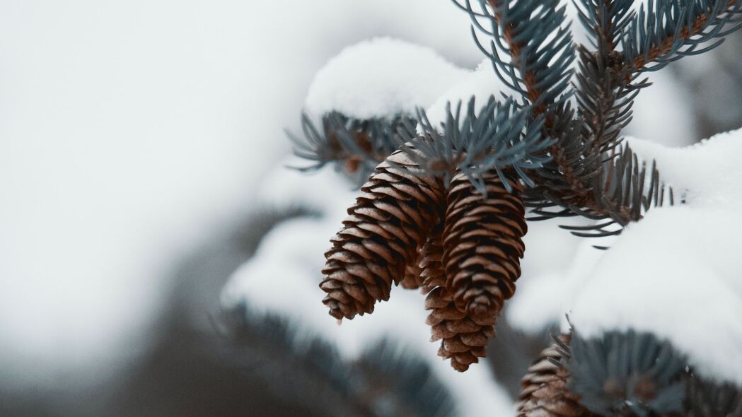 植物分支锥雪针高清4K壁纸，宏观自然之美，3840x2160超高清下载