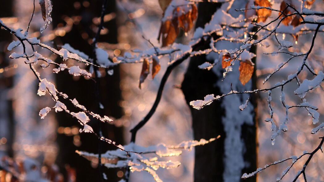 冬日树枝雪景，4K高清自然壁纸，3840x2160分辨率，精美风景图片免费下载