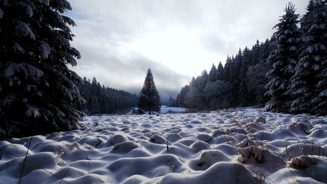 田野雪景，树木披霜，4K高清自然壁纸，3840x2160超清下载