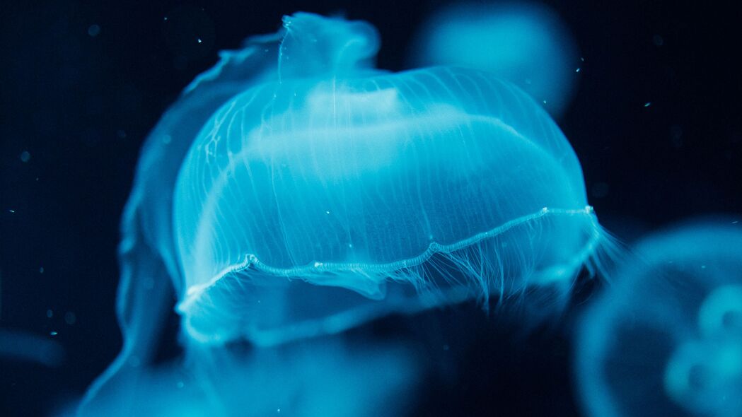 探索深海奥秘，蓝色水母生物4K超高清壁纸，3840x2160分辨率，水下世界美景尽在眼前！