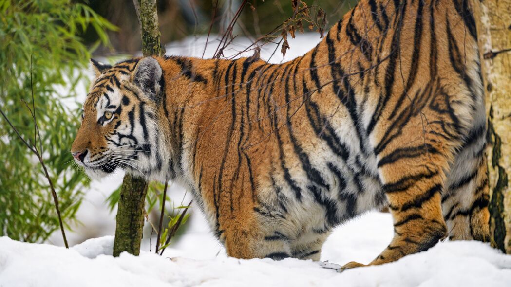 老虎捕食者大猫，雪野之王4K高清壁纸，3840x2160分辨率，野生动物风采尽展，一键下载绝美大图！