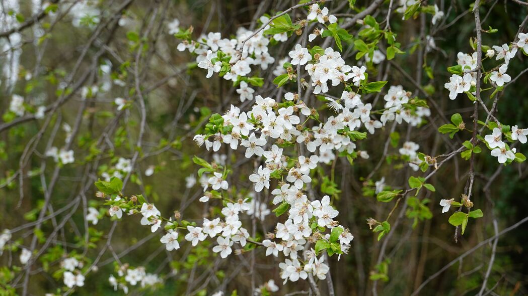 春日白花盛放，清新树枝4K壁纸，高清3840x2160背景图片下载