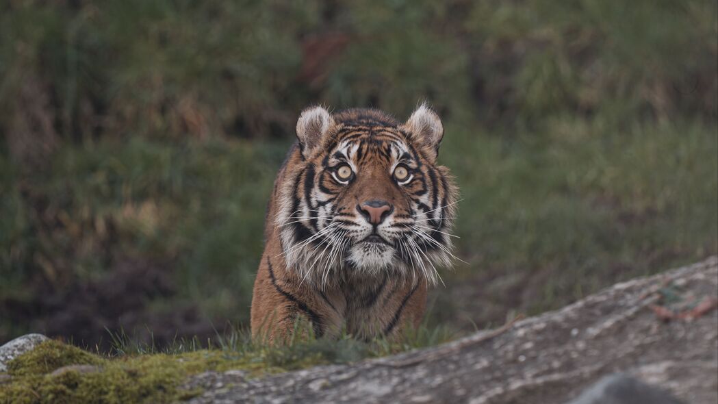 老虎，野性之美，捕食者的荣耀——高清4K大猫壁纸，3840x2160分辨率畅享浏览与下载
