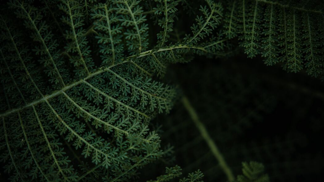 蕨类植物叶子高清宏绿4K壁纸，3840x2160超高清背景图片，一键下载