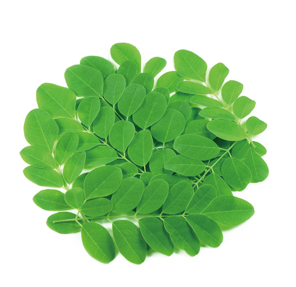 藏药元素PNG透明图，动植物高清素材，免费下载设计灵感库