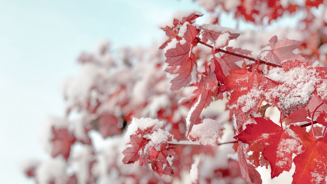 树枝雪落，红叶映雪，绝美4K高清壁纸（3840x2160）免费下载