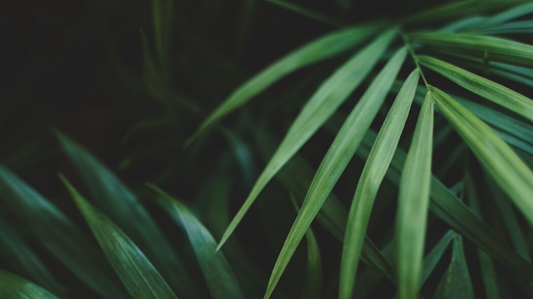 树叶棕榈植物绿色4K高清壁纸，宏观视角下的自然之美，3840x2160分辨率免费下载