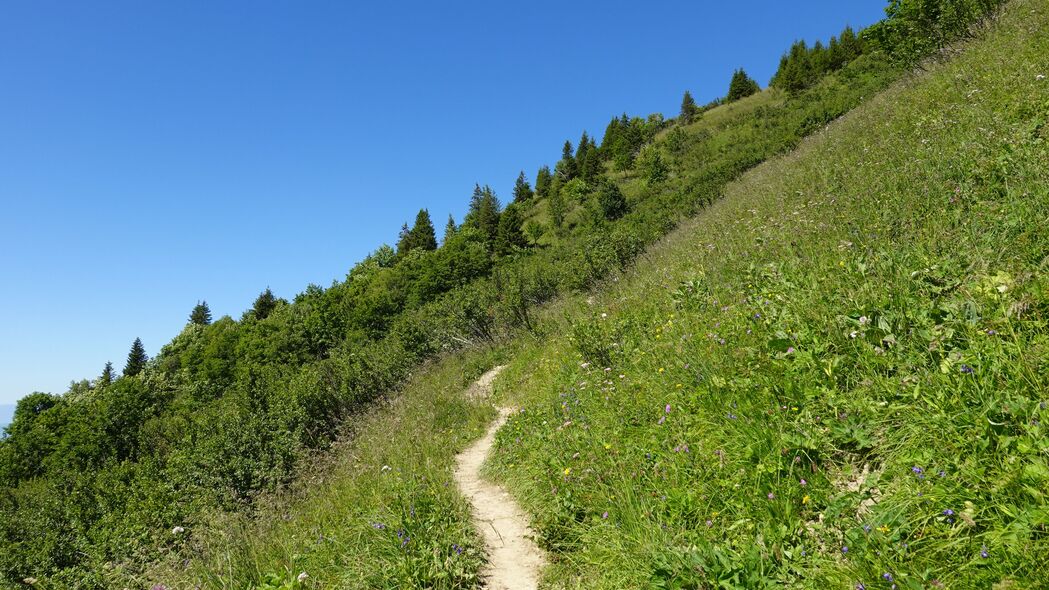 4K高清绿色风景壁纸，斜坡路径、树木灌木与广阔草地，超清3840x2160分辨率下载