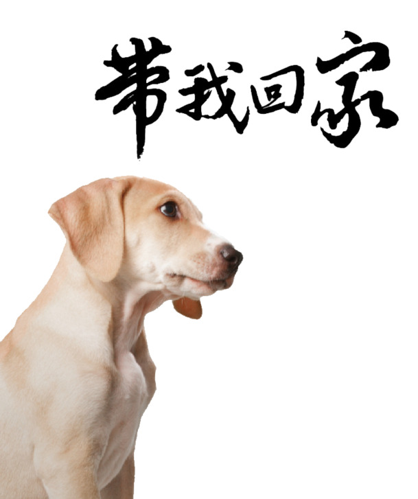小狗图片素材，高清PNG透明图，动物元素设计必备，免费下载