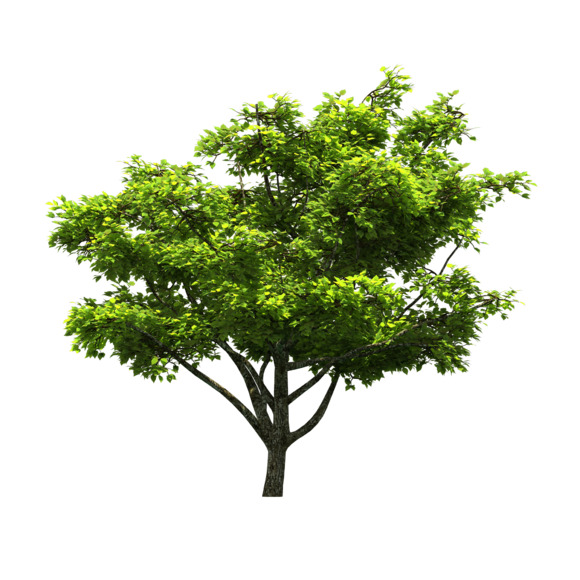 树PNG透明图，动植物元素植物高清素材下载