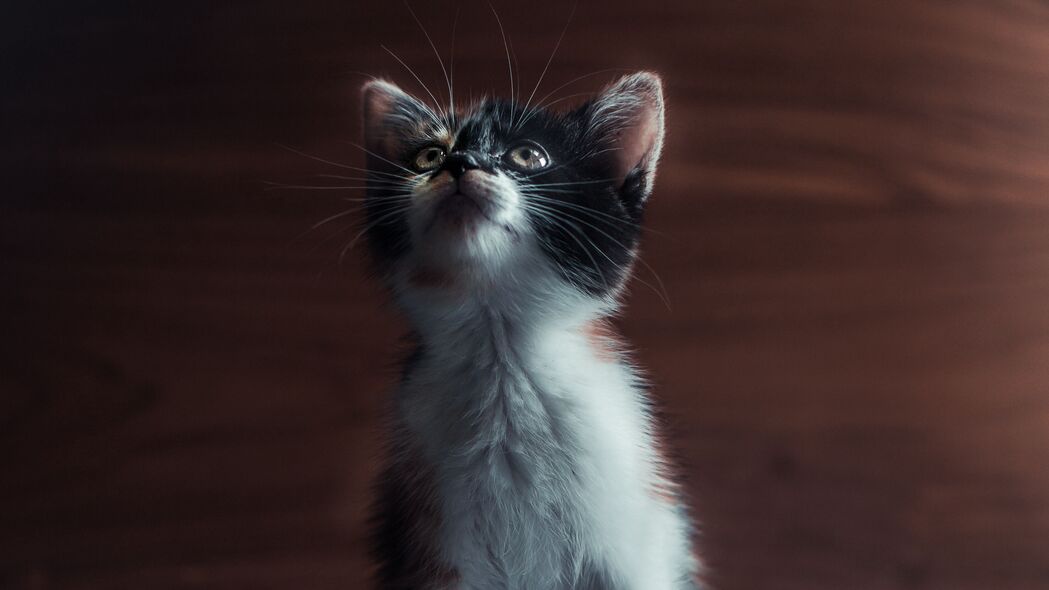 “萌猫精选，超高清4K宠物壁纸，可爱小猫一瞥即得，3840x2160分辨率下载”
