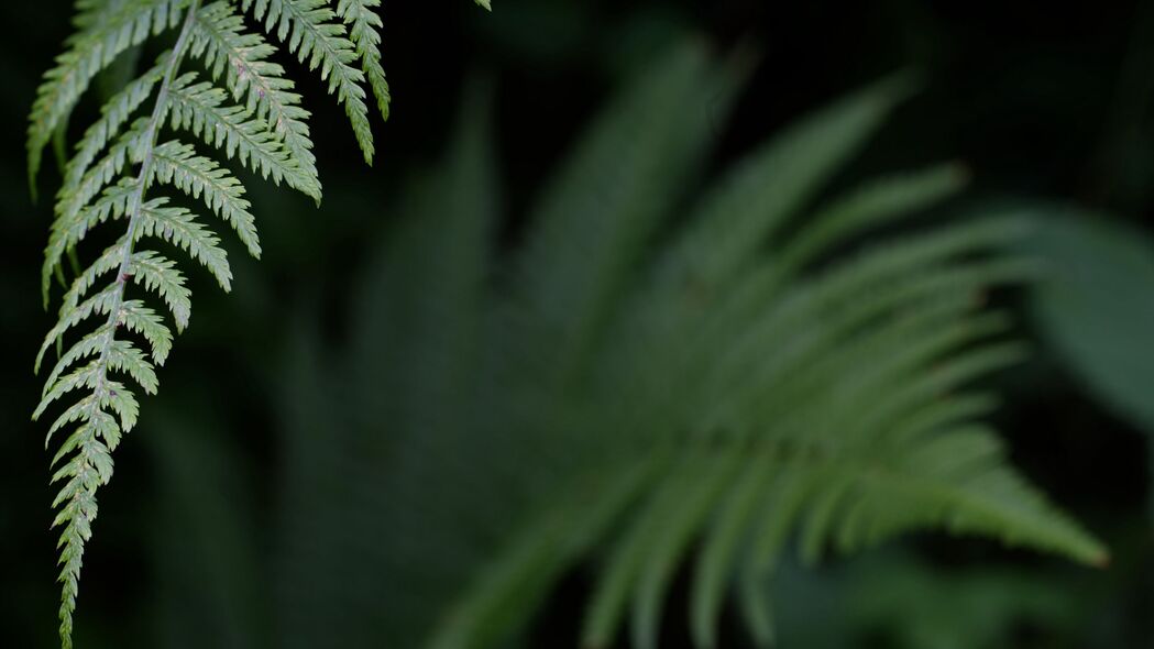 蕨类植物绿色叶子特写，超清4K壁纸，3840x2160高清背景图片，一键下载