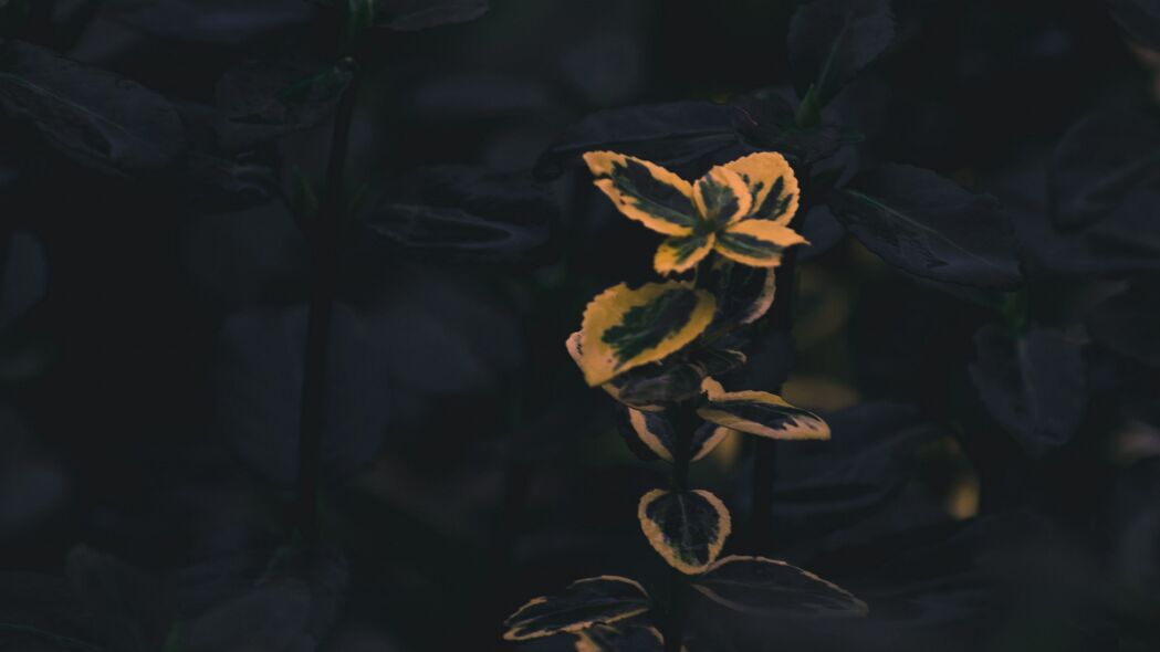 树枝与植物之美，高清4K绿色黄色宏壁纸，3840x2160超清背景图片下载
