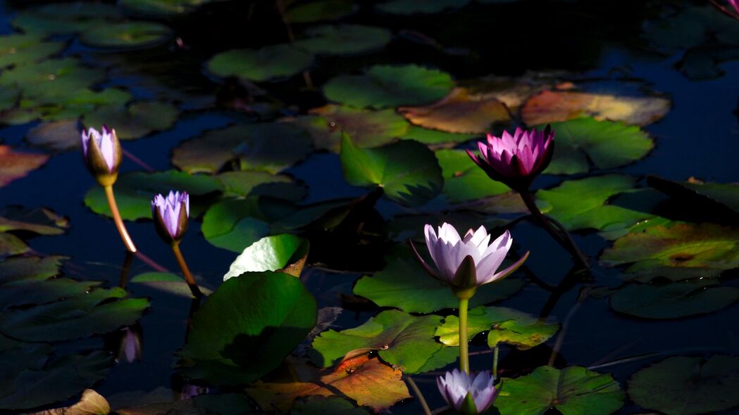 睡莲之美，高清4K植物壁纸，水景如画，3840x2160超清下载