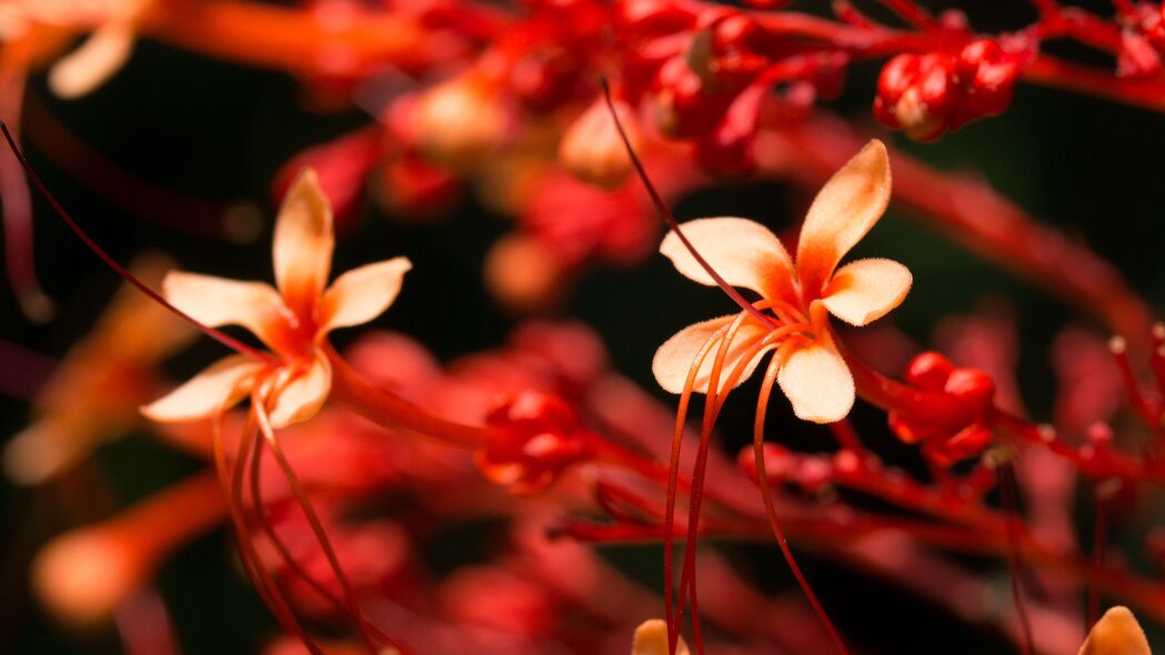 粉红绽放花朵，高清4K植物宏观壁纸，3840x2160分辨率，免费下载