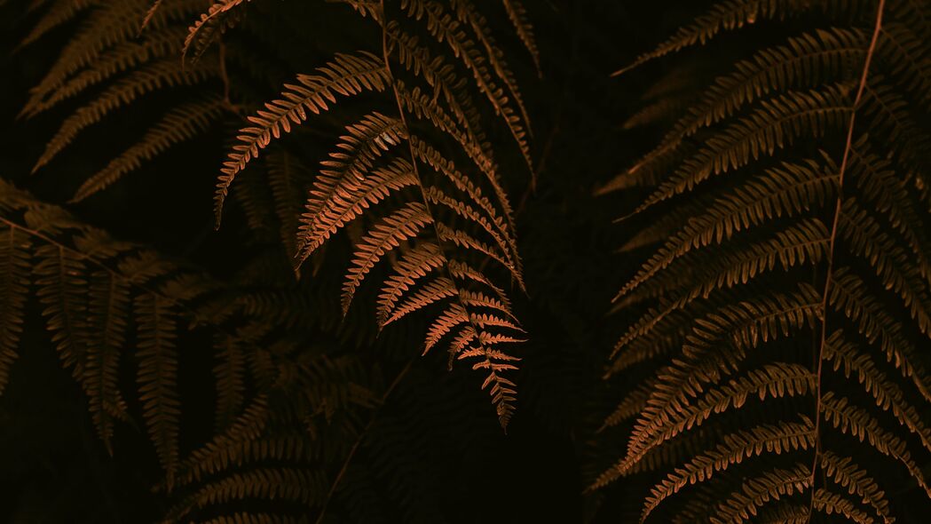 蕨类植物高清壁纸，树叶树枝灌木美景，4K超高清3840x2160，一键下载
