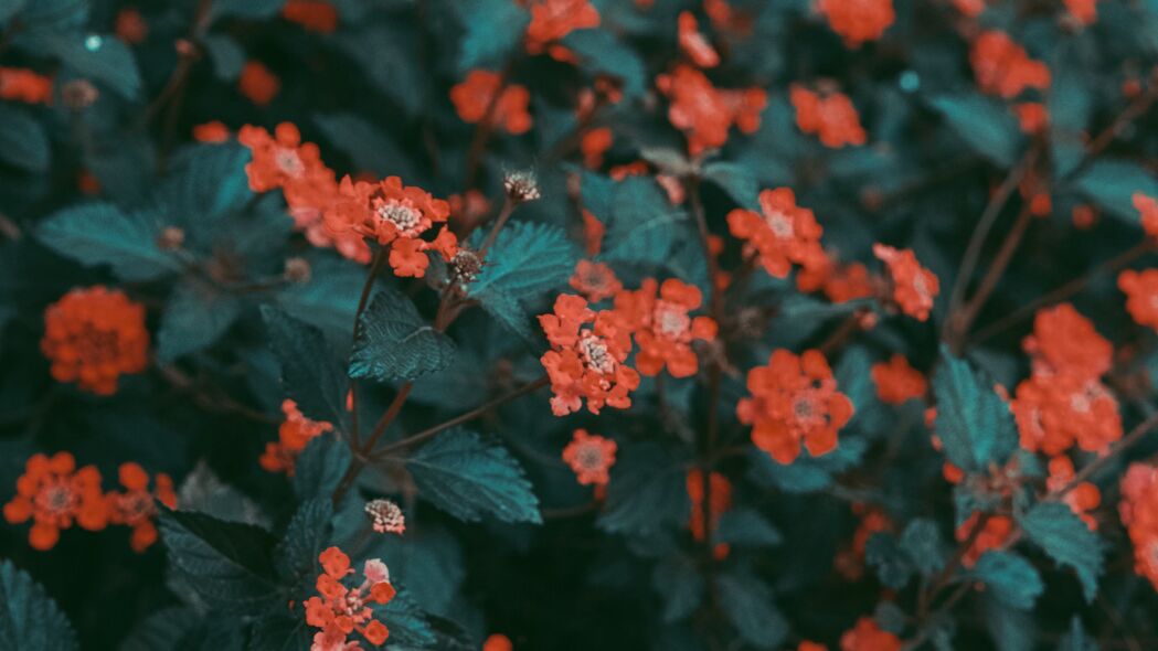红色灌木花开盛景，绝美4K高清壁纸，3840x2160分辨率，花叶细腻呈现，一键下载尽享视觉盛宴！